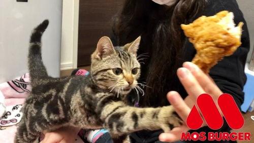 娱乐吃瓜小猫咪视频在线观看,跟随小猫咪一起吃瓜，畅享欢乐时光